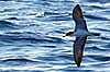 Bird Watching - Observação de aves no Algarve