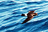 Bird Watching - Observação de aves no Algarve
