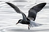 Bird Watching - Observação de aves no Algarve