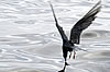 Bird Watching - Observação de aves no Algarve