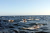 L'observation des dauphins dans l'Algarve