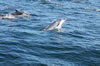 Observação de golfinhos no Algarve