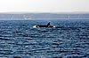 Wale watching in the Algarve