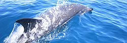 Delfine Beobachten
