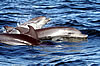 Observação de golfinhos no Algarve