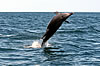 Dolphin watching in the Algarve