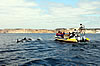 Observación de Delfines en Algarve