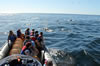 Dolphin watching in the Algarve