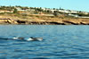 Delfine beobachten in der Algarve
