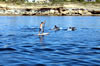 L'observation des dauphins dans l'Algarve