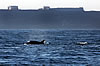 Observação de baleias no Algarve